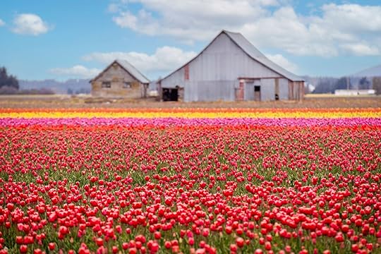 Skagit Valley Tulip Fields in the Springtime