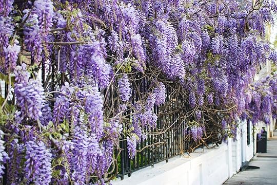 Wisteria growing over a gate in Charleston, SC