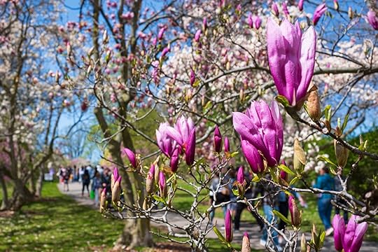 The Rochester Lilac Festival