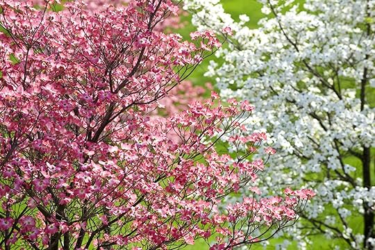 Dogwood Blossoms In The Springtime
