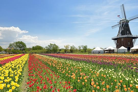 Holland Michigan tulip field