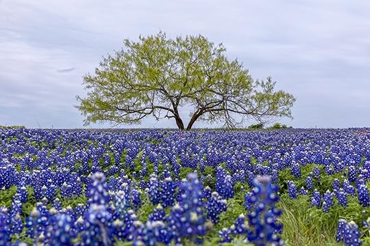Texas hill country during the wild flower bluebonnet bloom