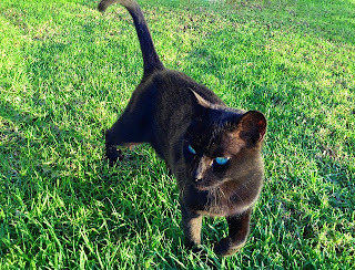 Panzer says, I wonder what they'll decide to do this time.