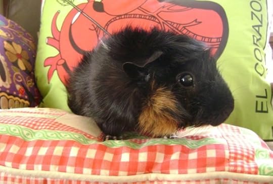 Rachel E Smith guinea pig Merricat