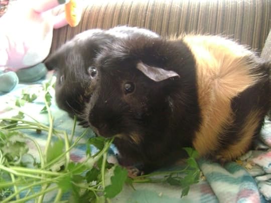 Rachel E Smith guinea pigs Salem and Hen Wen