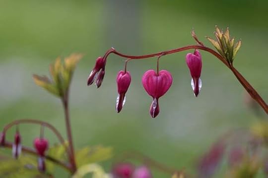 Pink bleeding hearts blossoms in various stages of opening, with rain drops dangling from the bottom.