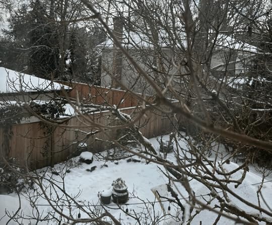 Snowy backyard