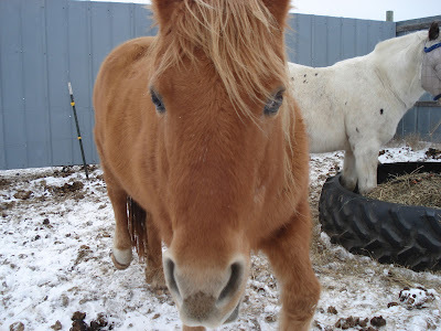 Amber and Charlie at the hay feeder