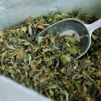 Pai Mu Tan (Bai Mu Dan) witte thee kopen - Thee.be