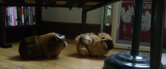Rachel E Smith guinea pigs Peregrine and Ozma