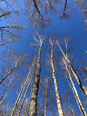 Birch-nannenyander.se