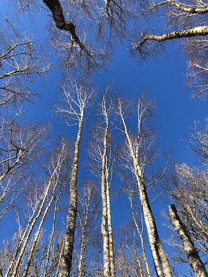 Birch-nannenyander.se