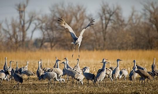 where to camp in the midwest - sandhill cranes in nebraska