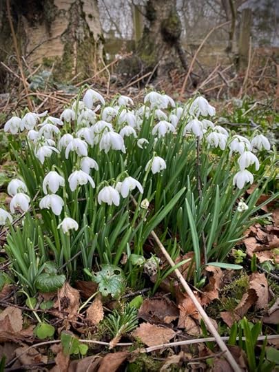 Snowdrops and the mole