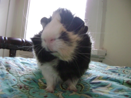 Rachel E Smith guinea pig Finny