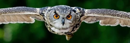 Recensione di Quel che sa il gufo di Jennifer Ackerman