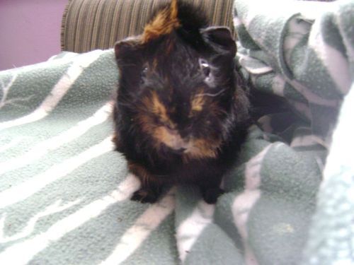 Rachel E Smith guinea pig Wisting