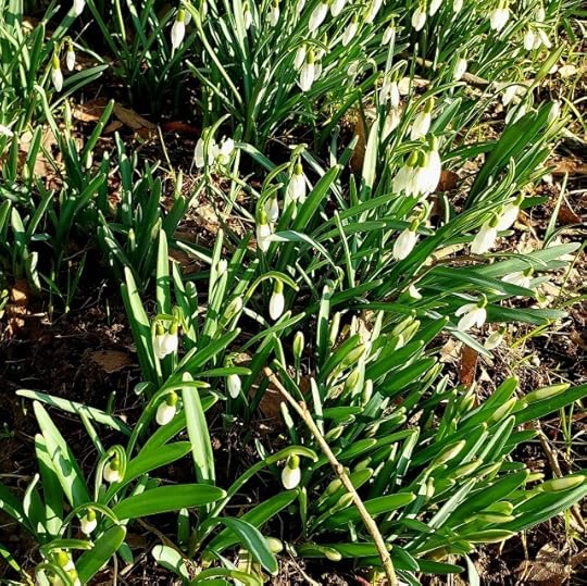 Snowdrops