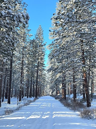 Winterroadrunningpathtreesblueskyfeb25