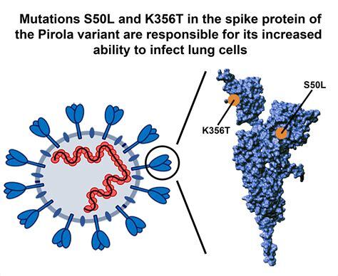 Mutations in spike protein of SARS-CoV-2 pirola variant found to ...
