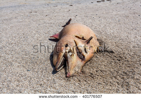 stock-photo-the-victim-bottlenose-dolphin-lies-on-the-coast-401776507