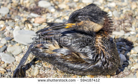 stock-photo-ecological-disaster-oil-spill-birds-dying-on-the-shore-594187412