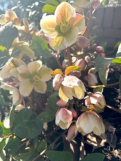 Helleboresportlandfeb25