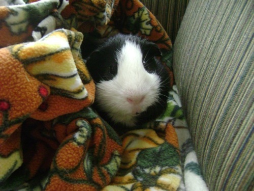 Rachel E Smith guinea pig Thorfy