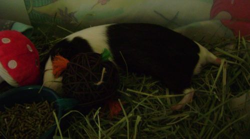 Rachel E Smith guinea pig Thorfy