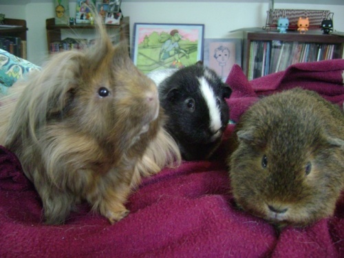 Rachel E Smith guinea pigs Danger Crumples, Ozymandias, & Pammy