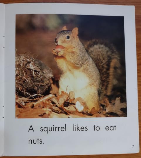 A squirrel likes to eat nuts.