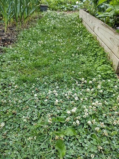 Clover growing in a vegetable garden.