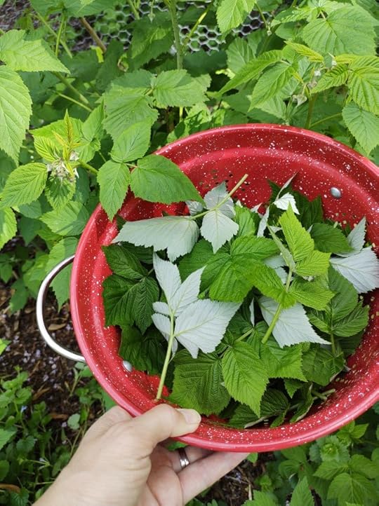 Raspberry leaves in a red bucket.