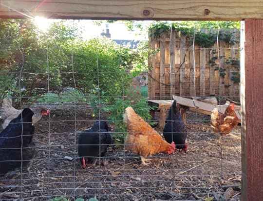 Backyard chickens are a valuable asset to a permaculture garden.