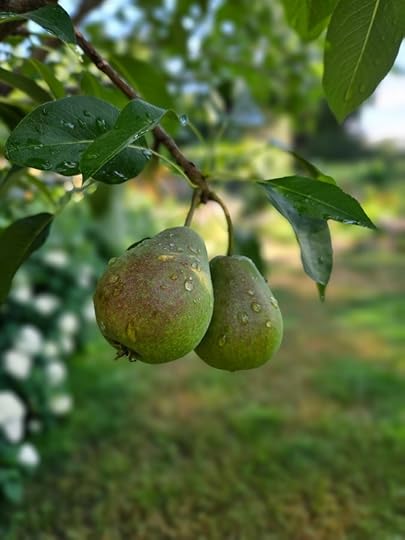 Fruit trees make excellent permaculture garden additions.