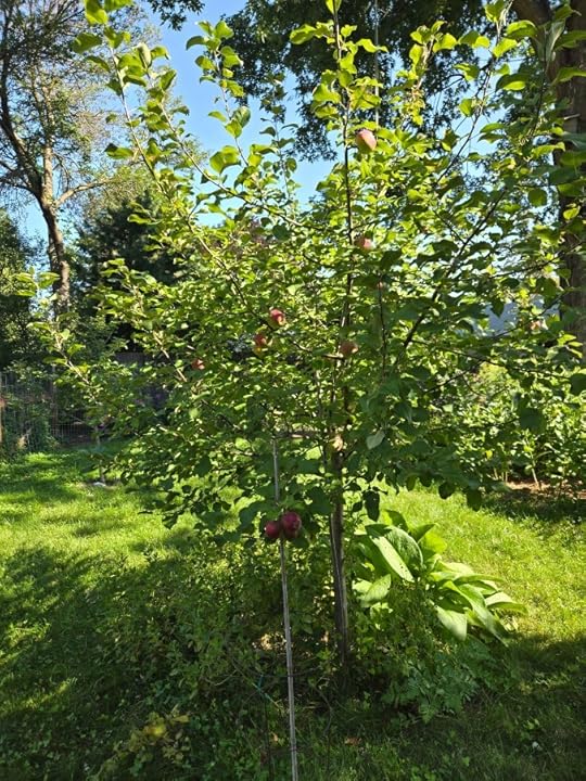 Permaculture garden apple tree guild.