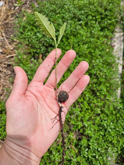 Oak trees help with permaculture garden water collection