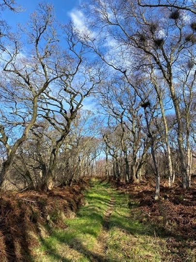 a path of stripy shadows