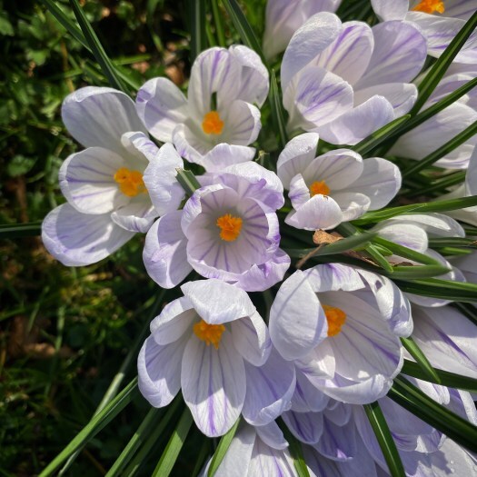 crocuses beneath stripy shadows