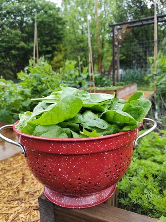 Freshly harvested spinach in the spring vegetable garden