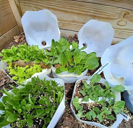 Winter sown spring veggies including spinach