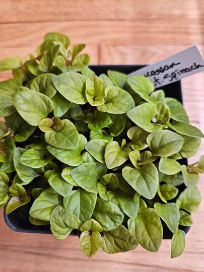 Caucasian Mountain Spinach seedlings, ready to be divided and transplanted.