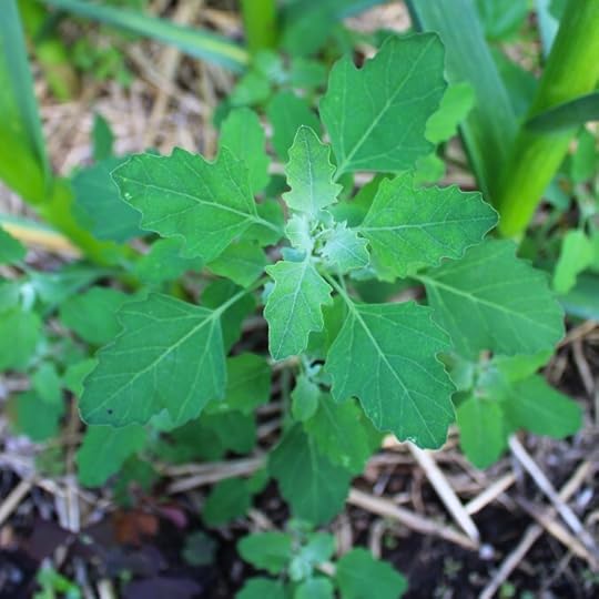 Close up of Lamb's Quarters growing in the garden.