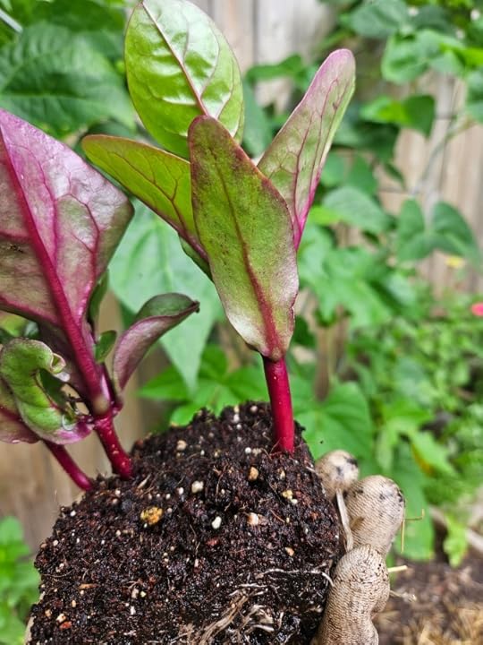 Red Malabar Spinach seedling ready to be transplanted
