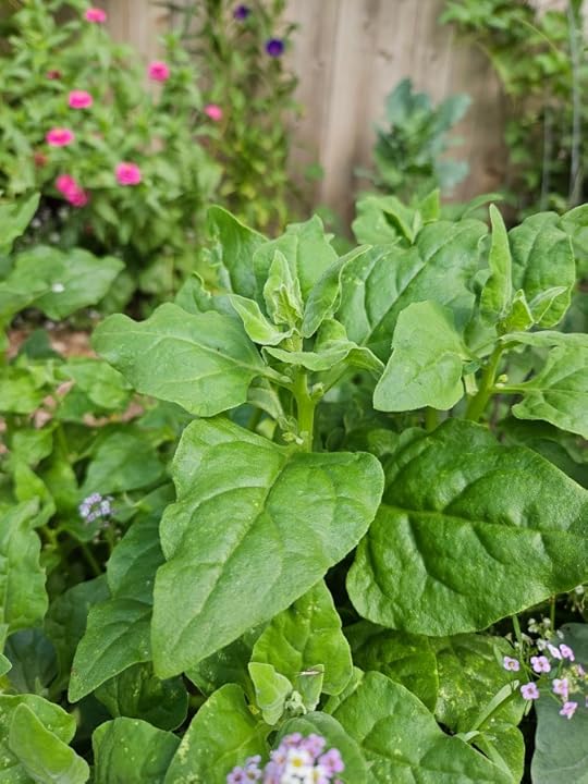 New Zealand Spinach Growing in the garden