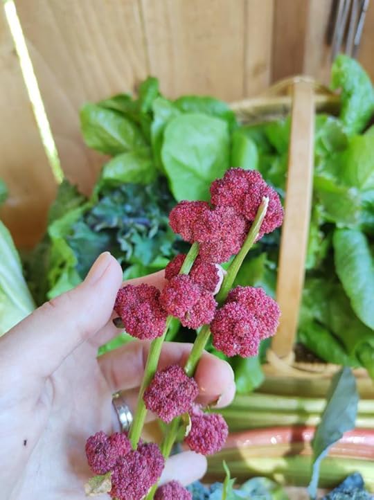 Clusters of Strawberry Spinach's pink seed 'berries' just after harvesting