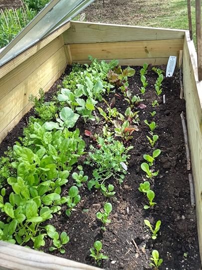 Cold frame planted with early spring greens with the cover lifted