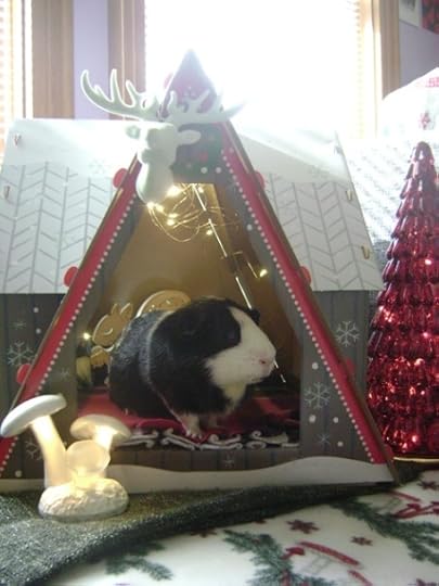 Rachel E Smith guinea pig Thorfy