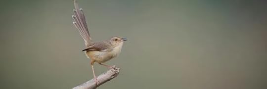 Recensione di Scricciolo, scricciolo di Anne Enright