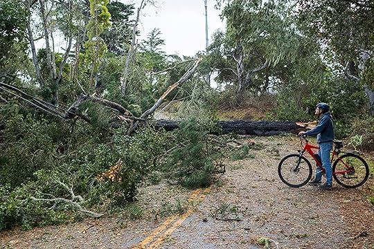 A cyclist looks at a large tree that took out...